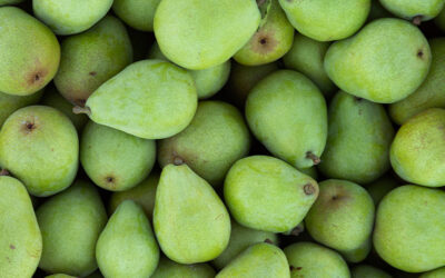 Expanding Organic Pear Imports