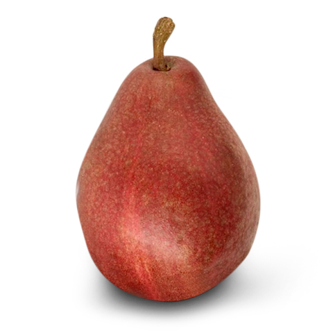 Bartlett Pear – aramgarhorchards