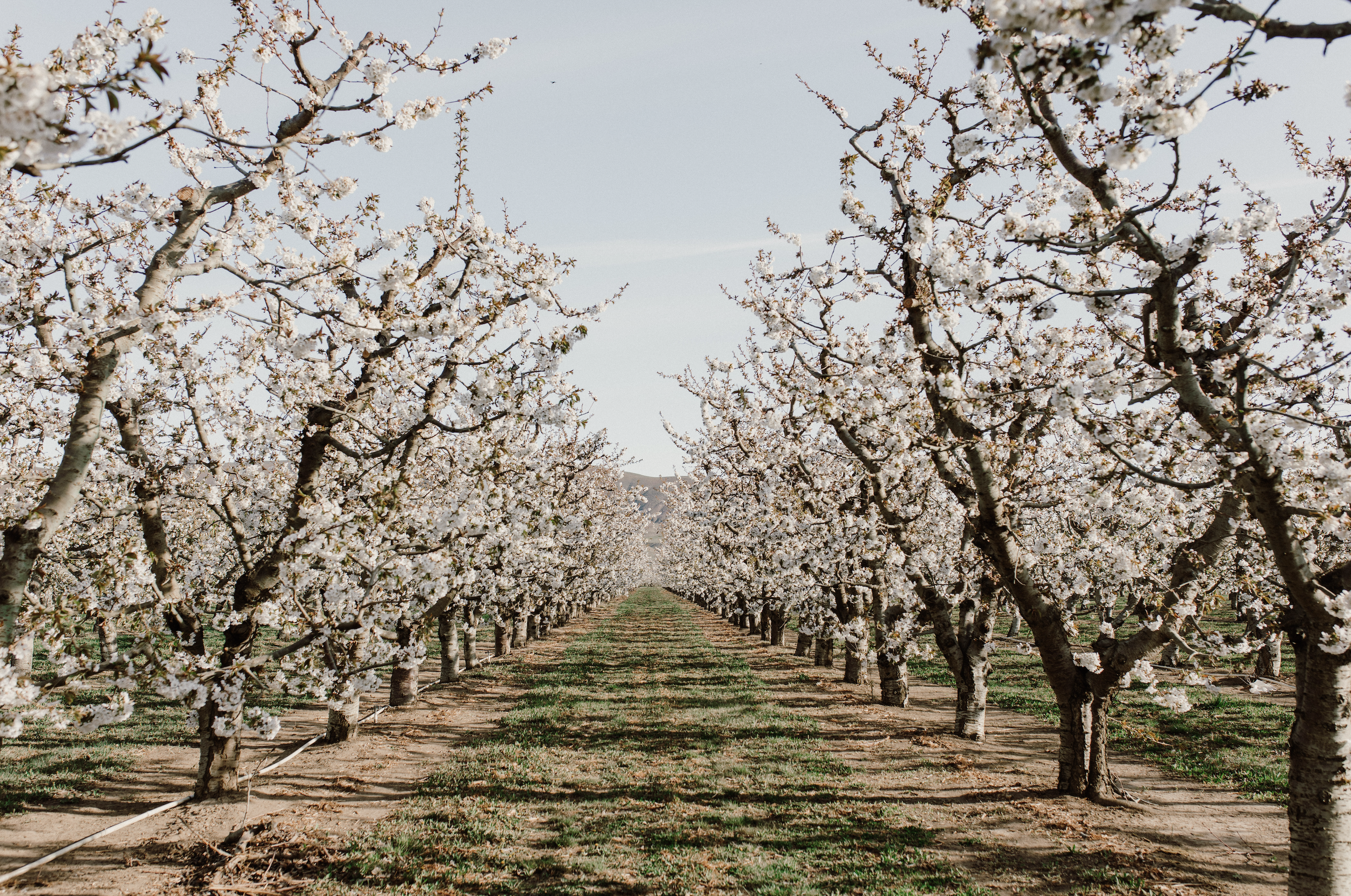 Spring Bloom In Our Orchards