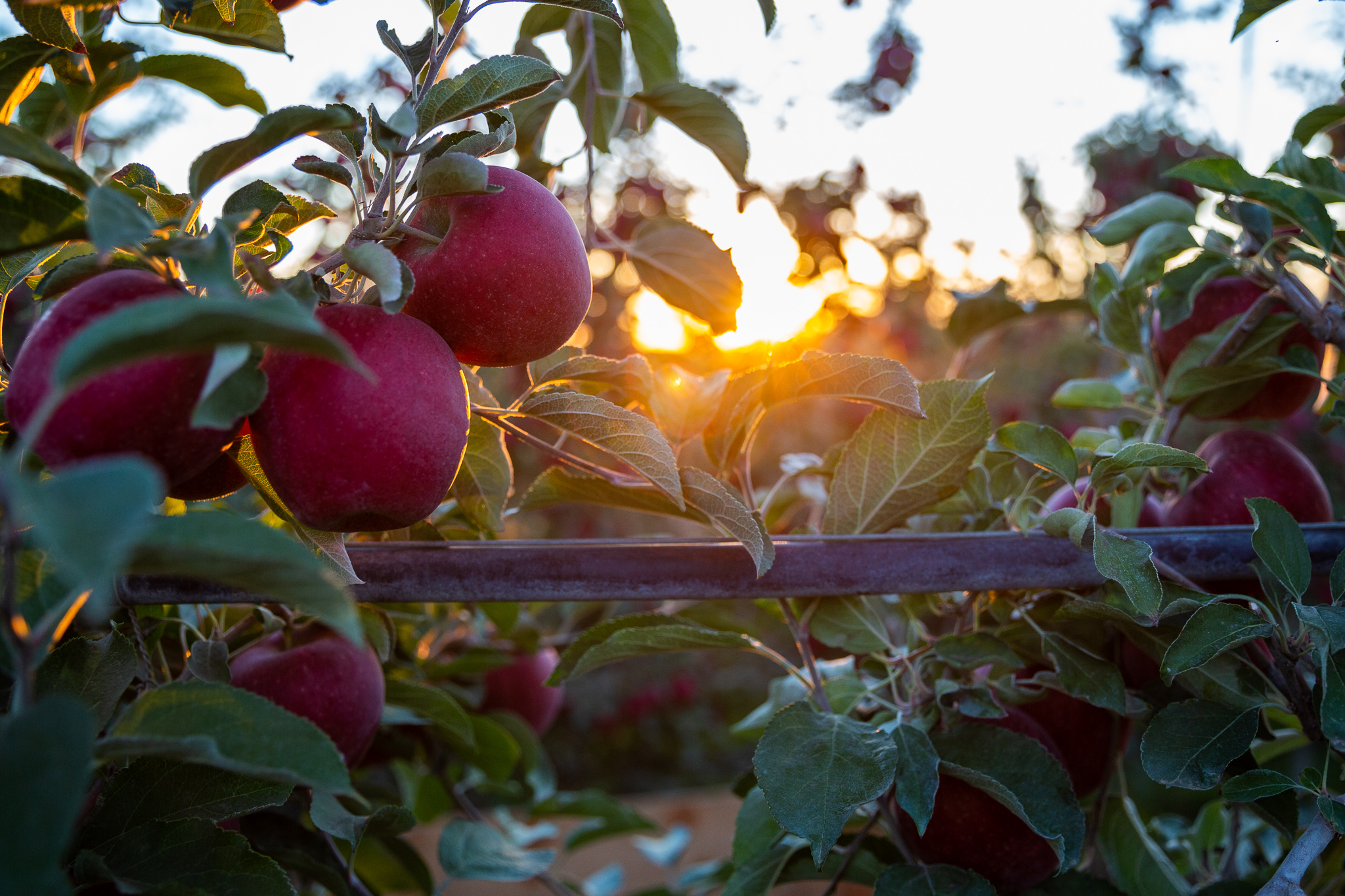 Cosmic Crisp® apples – Whitestone Mountain Orchard